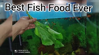 Best food for fish  Best fish food ever  Molly fish  platy fish  guppy fish [upl. by Munson]