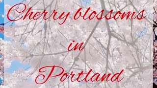 ご近所の桜が満開になりました cherryblossoms portland oregon 桜 ポートランド オレゴン [upl. by Irod]