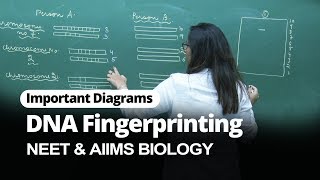 NEET Biology  DNA Fingerprinting  Important Diagram  In English  Misostudy [upl. by Leiba75]