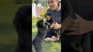 Rottweiler puppies aggressive mode ‼️Bhai Behan ke Ladae 😂🔥rottweiler puppies shorts [upl. by Anu]