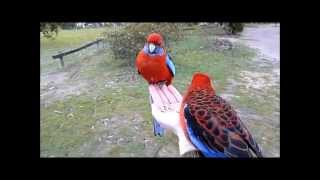 Crimson Rosellas in country Victoria Australia [upl. by Aittam]