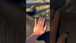 When your cattle are calm it makes it hard to load them ranching viralvideo goviral cow [upl. by Yemarej845]