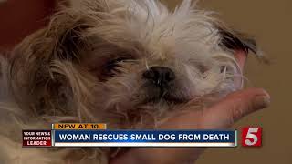 Woman Saves Dog Dumped Along Road Finds Doggie Dumping Ground [upl. by Harrington]