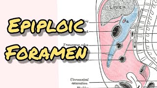 Epiploic foramen  Foramen of winslow [upl. by Dorran]