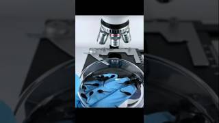 microscope test കാട്ട് തവളയെ 😸 m4techmicroscope test shorts mrzthoppi [upl. by Enibas]