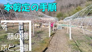 本剪定一芽剪定の手順 2021年2月6日【藤の棚ぶどう園】 [upl. by Anua]