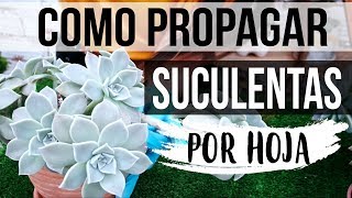 REPRODUCIR SUCULENTAS FÁCIL Y RÁPIDO 2018 PROPAGACION POR HOJA [upl. by Asus135]