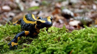 Im Wald der Feuersalamander [upl. by Naraj]