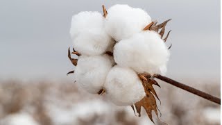 Cotton Value Chain How Cotton is produced and processed — from Seed2Sew [upl. by Kieran]