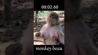 Monkey beau Aisa bandar dekkor mujhe assa lag ta hai animals [upl. by Ynnig]