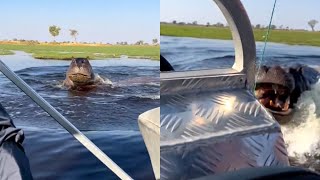 Hippo Chases Boat Filled With Tourists [upl. by Tirzah]