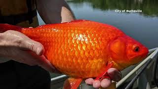 Unwanted pets Giant goldfish turn up in Minnesota waterways ABC7 [upl. by Ynelram411]