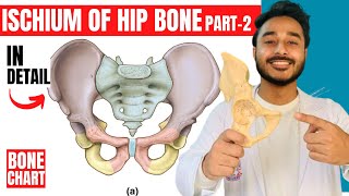 ischium of hip bone anatomy  attachments of hip bone anatomy 3d  bones of lower limb anatomy [upl. by Jackson487]