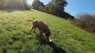 chasse aux petit gibiers faisan et première levée bécasse dans les pieds [upl. by Naul279]