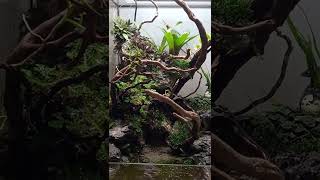 Paludarium mit Wasserfall [upl. by Ynnel]