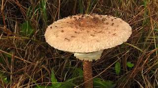 The parasol mushroom Macrolepiota procera or Lepiota procera [upl. by Hael321]