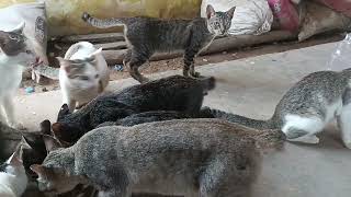 Home cats and kittens enjoy eat food  Hungry Cats [upl. by Yseult]