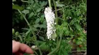 Tomato Hornworm Parasites Good garden helpers [upl. by Libbey]