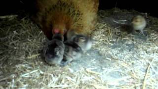 Cute Belgian Barbu DUccle chicks [upl. by Lemhar]