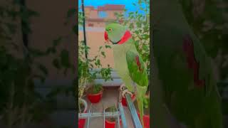 Kaha baitha h mitthu 🦜youtubeshorts youtube youtubeshort mitthua mitthunatu viralvideo love [upl. by Airamasor]