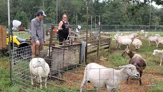 Sorting Out Ewes with Lambs [upl. by Geerts784]