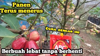 Cara agar tanaman jambu air berbuah terus menerus tanpa berhenti [upl. by Catarina]