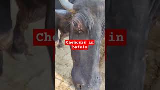 भैंस के आंख के कोहे बाहर आना chemosis music beach travel bafelo chemosis animalfarming vet [upl. by Ebby]