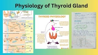 Physiology of Thyroid Gland [upl. by Abramo]