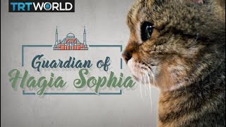 My Turkey Meet the cat that guards the Hagia Sophia [upl. by Iahcedrom]