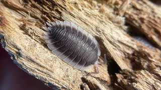 17 Porcellio werneri [upl. by Jocelin561]