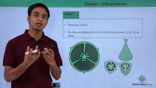 Class 11th – Flower – Placentation  Morphology of Flowering Plants  Tutorials Point [upl. by Xanthus]