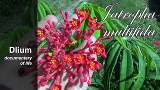 Coralbush Jatropha multifida  part 1 [upl. by Ailsun]