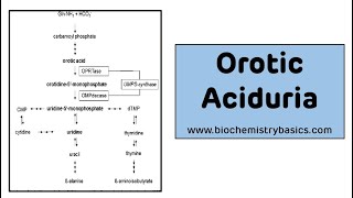 Orotic Aciduria  Pyrimidine Metabolism Disorders [upl. by Oine253]