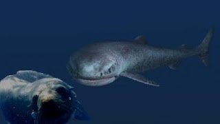 The Mighty and Mysterious Greenland Shark [upl. by Ahseetal796]