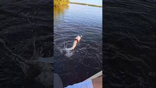 Fishing from the old kayak in Mosquito Lagoon kayakfishing inshorefishing [upl. by Allesor]