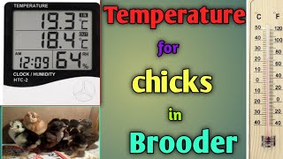 Temperature for Chicks in brooder 🐣 chicks ko kitna temperature chai  Awais Jamal Budgies [upl. by Ecreip]