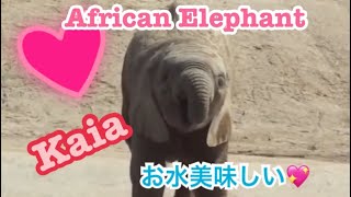 African Elephant Kaia drinks water アフリカゾウ カイアちゃん お水を飲む San Diego Safari Park [upl. by Tisbee]