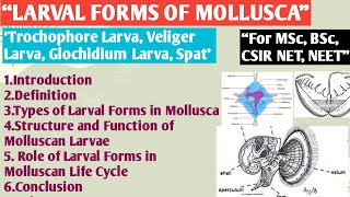 Larval Form of Mollusca  Trochophore Larva  Veliger Larva  Glochidium Larva  Spat  Larval Form [upl. by Yddub]