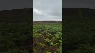 Shropshire hills england nature song youtubeshorts fypシ゚viral [upl. by Ecirtnuahs]