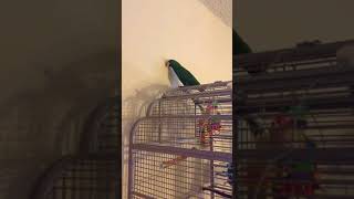 Eclectus Parrots Sound [upl. by Ybsorc]