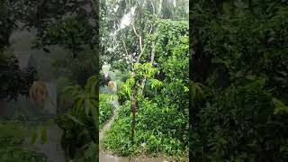 So Unbelievable Rainy Day Rain Falling Live at My home village live nature new popularfishhunter [upl. by Aronaele307]