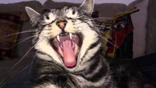 Slow motion cat yawn [upl. by Llenyaj]