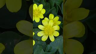 Lesser celandine Ficaria verna shorts flowers garden [upl. by Epstein]