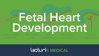 Early Fetal Development of the Heart  Embryology [upl. by Atinav]