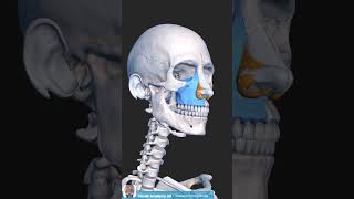 Anatomy Quiz  Skull Bones [upl. by Leeke]