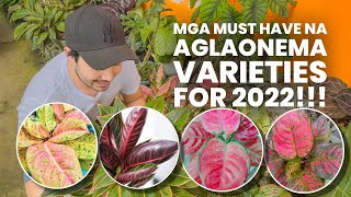 DIFFERENT VARIETIES OF AGLAONEMA [upl. by Atilol]