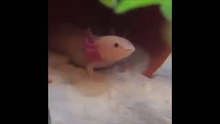 Axolotl yawning meme [upl. by Stig]