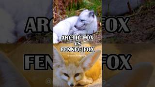 Arctic Fox vs Fennec Fox shorts animal fox [upl. by Ilehs176]