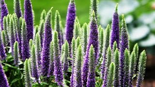 Best Perennials Veronica Royal Candles Speedwell [upl. by Ashford]