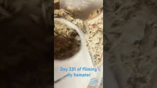 Day 231 of filming my hampter [upl. by Ellives]